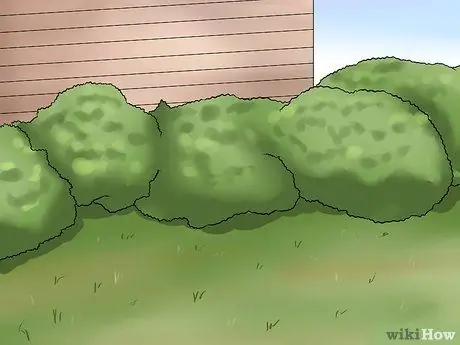 Поймай дикую ящерицу и держи ее Шаг 7