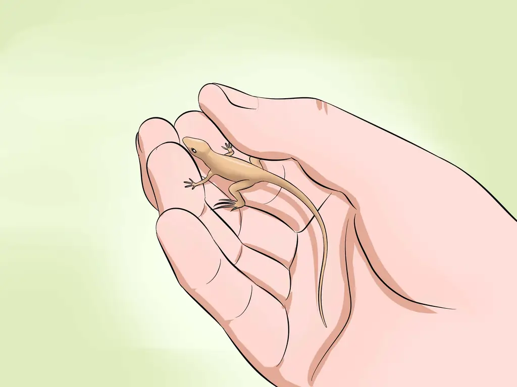 3 способа поймать дикую ящерицу и удержать ее