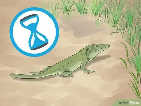 Приручить зеленого анола, шаг 1