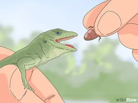 Приручить зеленого анола, шаг 2