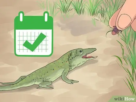 Приручить зеленого анола, шаг 3