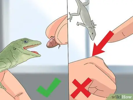 Приручить зеленого анола, шаг 4