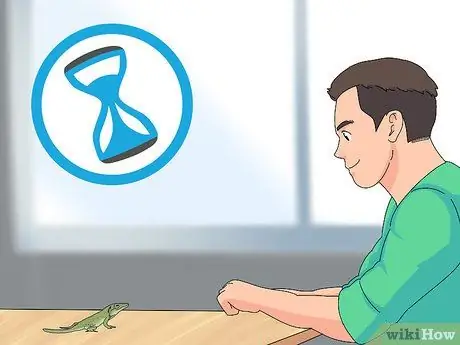 Приручить зеленого анола, шаг 5