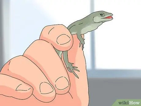 Приручить зеленого анола Шаг 6