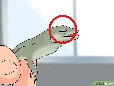 Приручить зеленого анола, шаг 7