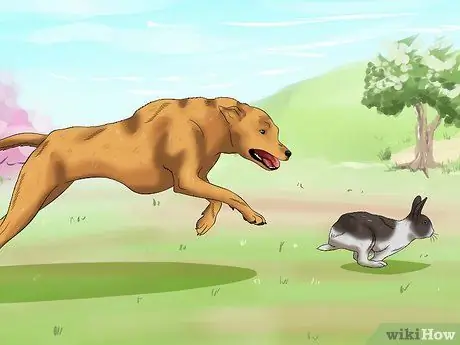 Успокой кролика Шаг 2