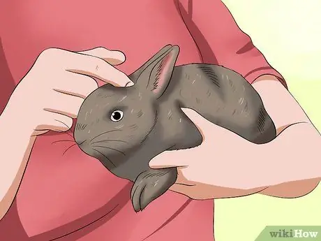 Успокой кролика Шаг 5