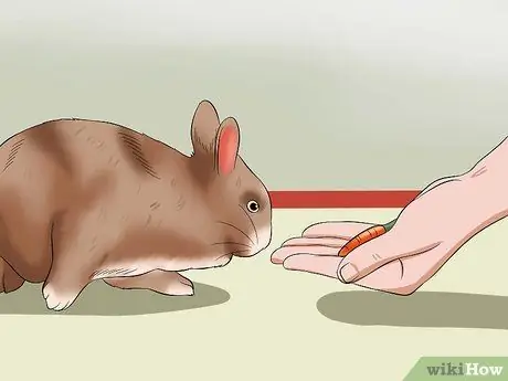 Успокой кролика Шаг 7