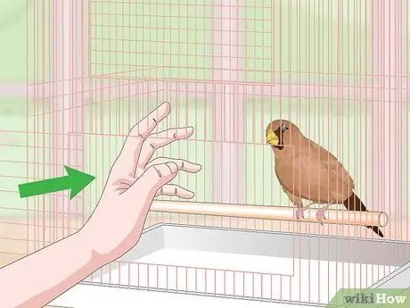 Связь с домашними зябликами, шаг 12