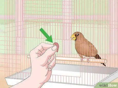 Связь с домашними зябликами, шаг 13