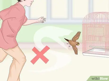 Связь с домашними зябликами, шаг 17