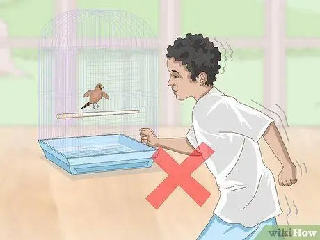 Связь с домашними зябликами, шаг 2