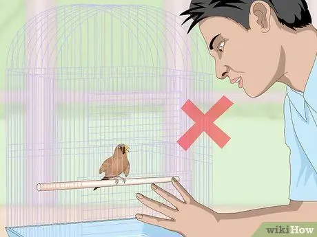 Связь с домашними зябликами, шаг 3