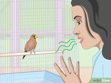 Связь с домашними зябликами, шаг 4