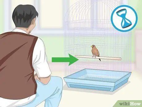 Связь с домашними зябликами, шаг 5