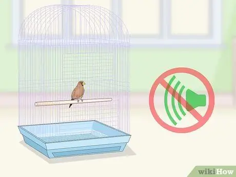 Связь с домашними зябликами, шаг 6