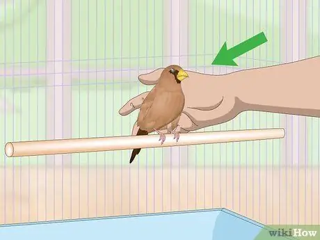 Связь с домашними зябликами, шаг 7