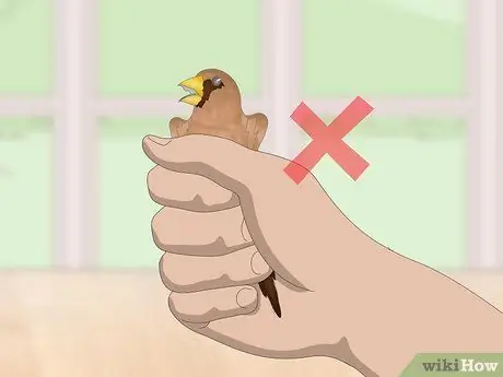 Связь с домашними зябликами, шаг 8