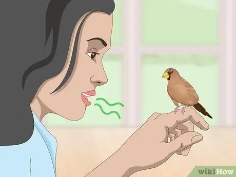 Связь с домашними зябликами, шаг 9