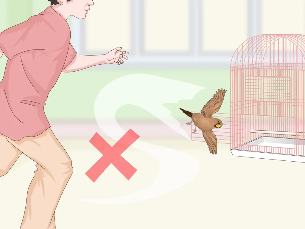 3 способа привязаться к домашним зябликам