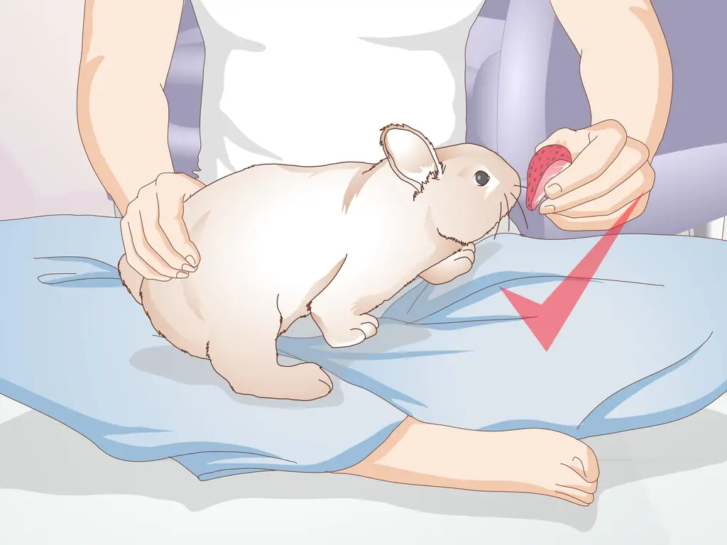 Как научить кролика не жевать мебель (с иллюстрациями)