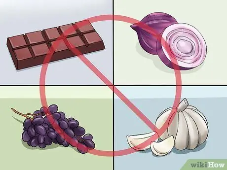 Уход за русским карликовым хомяком Шаг 10