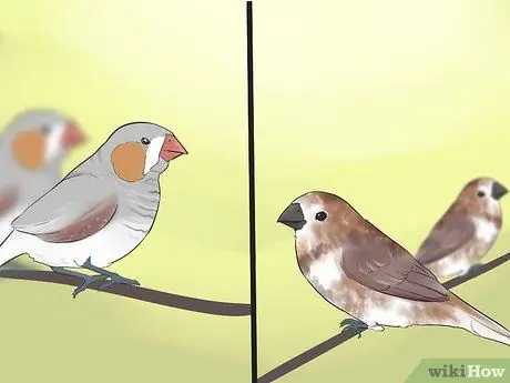 Держите зябликов вместе с другими видами птиц Шаг 1