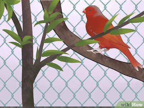 Держите зябликов вместе с другими видами птиц Шаг 10