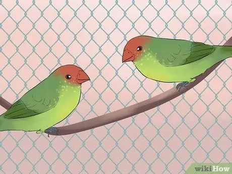 Держите зябликов вместе с другими видами птиц Шаг 11