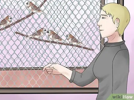 Держите зябликов вместе с другими видами птиц Шаг 12