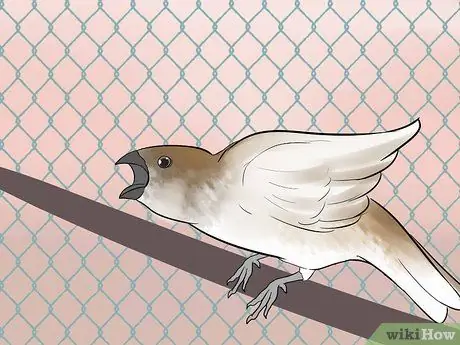 Держите зябликов вместе с другими видами птиц Шаг 13