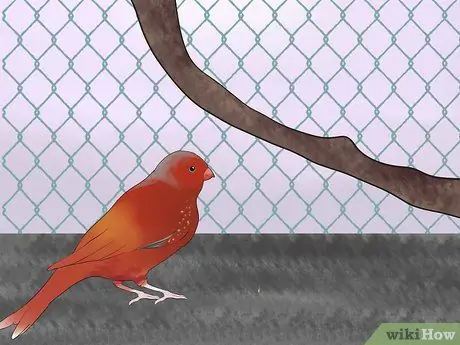Держите зябликов вместе с другими видами птиц Шаг 2