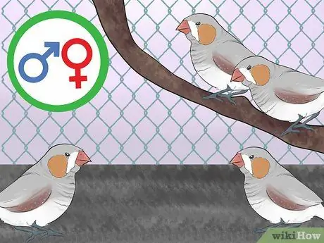 Держите зябликов вместе с другими видами птиц Шаг 3