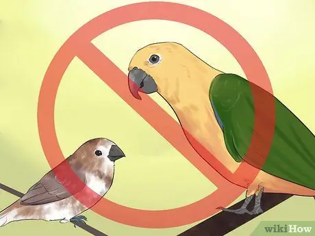 Держите зябликов вместе с другими видами птиц Шаг 4