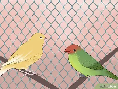 Держите зябликов вместе с другими видами птиц Шаг 5