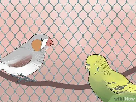Держите зябликов вместе с другими видами птиц Шаг 6