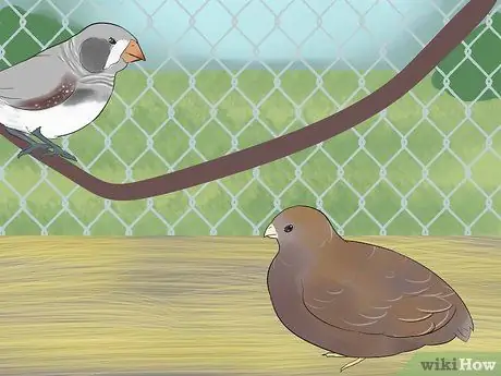 Держите зябликов вместе с другими видами птиц Шаг 7