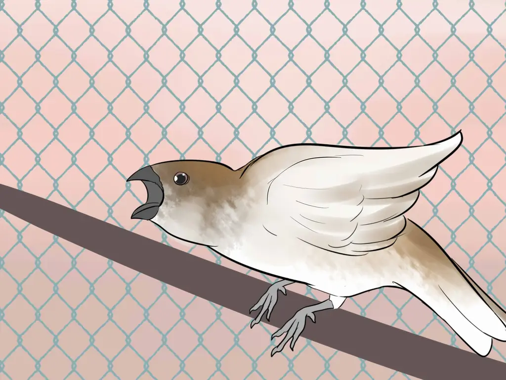 Как сохранить зябликов с другими видами птиц: 13 шагов