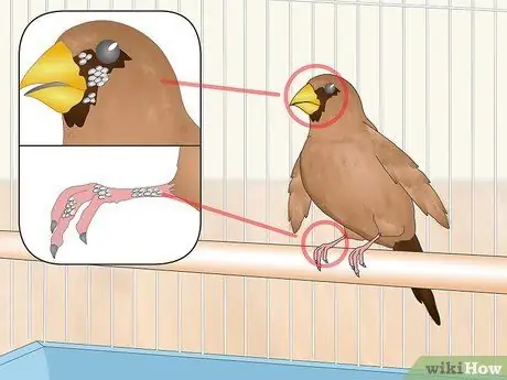 Лечить вшей и клещей у зябликов Шаг 1