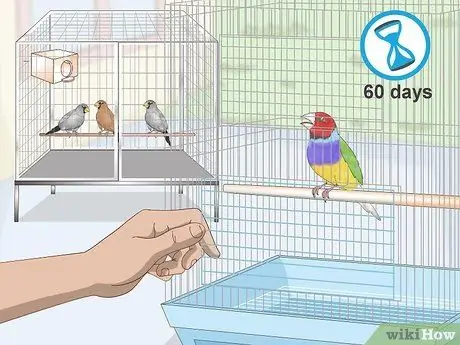 Лечить вшей и клещей у зябликов Шаг 12