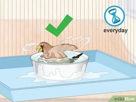 Лечить вшей и клещей у зябликов Шаг 13