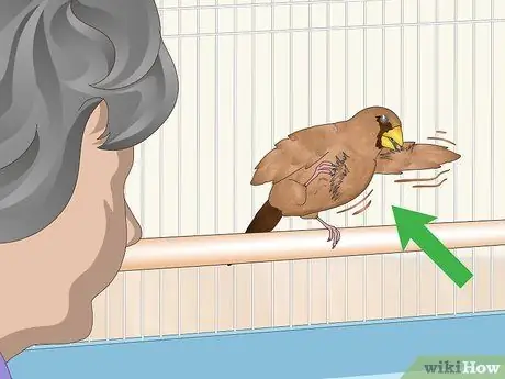 Лечить вшей и клещей у зябликов Шаг 2