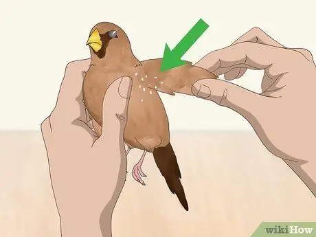 Лечить вшей и клещей у зябликов Шаг 3