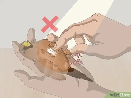 Лечить вшей и клещей у зябликов Шаг 4