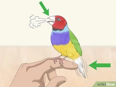 Лечить вшей и клещей у зябликов Шаг 5