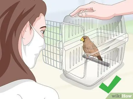 Лечить вшей и клещей у зябликов Шаг 6