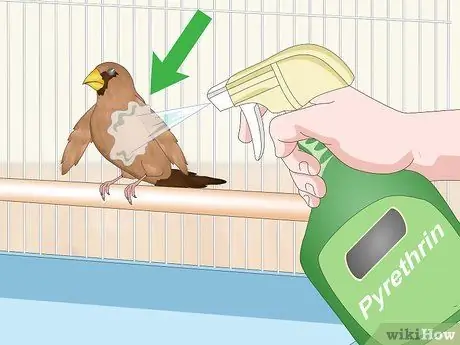 Лечить вшей и клещей у зябликов Шаг 7