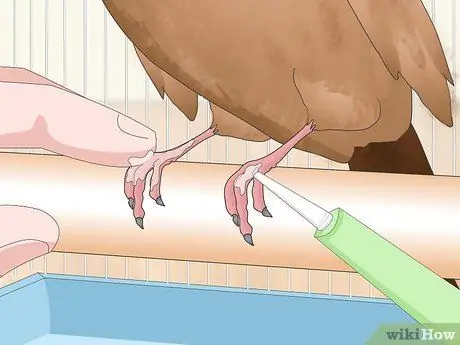 Лечить вшей и клещей у зябликов Шаг 8