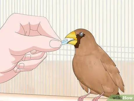 Лечить вшей и клещей у зябликов Шаг 9