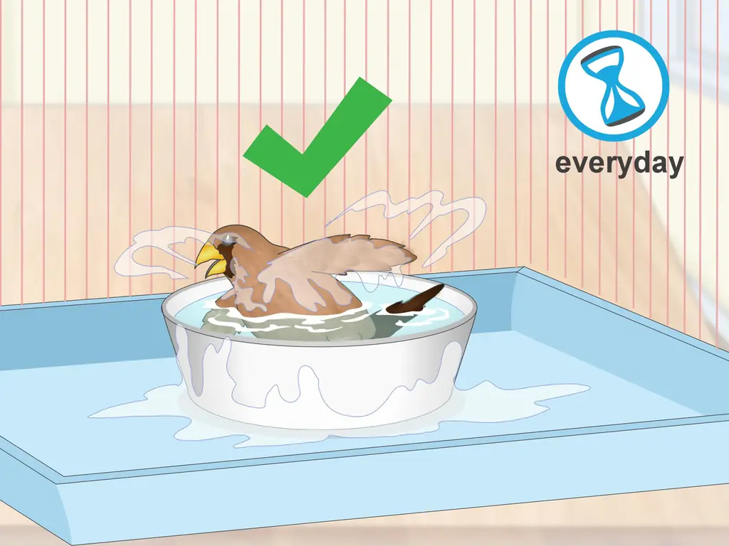 3 способа лечения вшей и клещей у зябликов